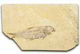 Detailed Fossil Fish (Knightia) - Wyoming #331036-1